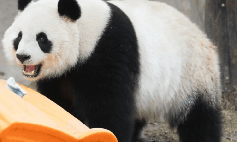 【上海親子景點｜上海動物園】